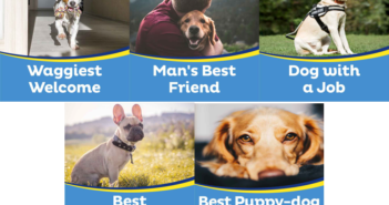 dog-award-category-pics