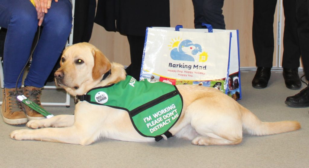 Assistance Dog Named after Prince Harry Transforms Life of Namesake, aged 6