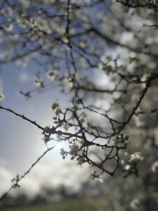 Cwtch Walk | Weekly Social Walk